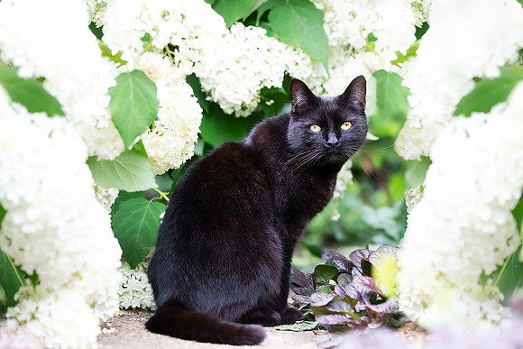 Portrait of a black cat sitting among white hydrangeas in a flow