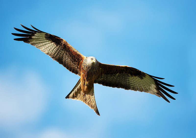Red kite in flight against blue sky