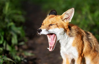 Portrait of a red fox cub yawning in a forest