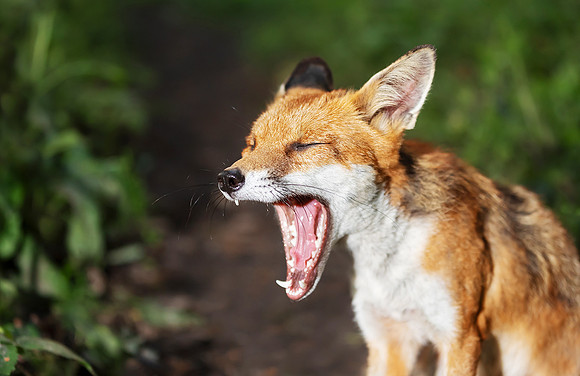 Portrait of a red fox cub yawning in a forest