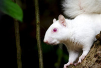 Portrait of Albino Squirrel