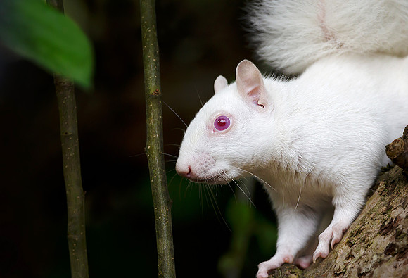 Portrait of Albino Squirrel