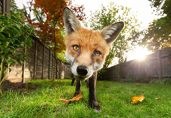 Red Fox in a Garden