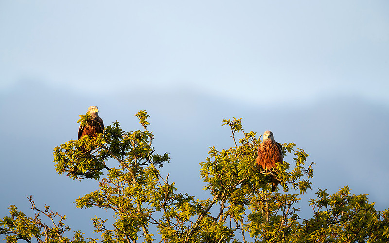 Close-up of a two red kites perched in a tree