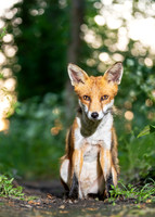 Portrait of a cute red fox cub sitting in a forest