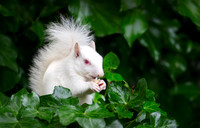 Albino Squirrel Enjoying a Peanut