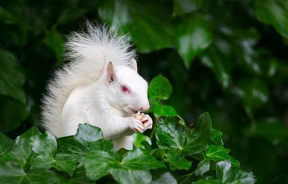 Albino Squirrel Enjoying a Peanut