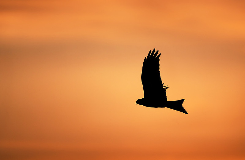 Silhouette of a red kite in flight at sunset