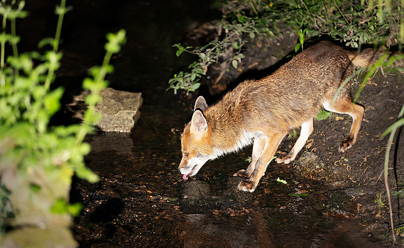 Portrait of a red fox drinking water from a stream in a forest