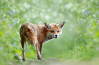 Portrait of a red fox cub standing in a meadow